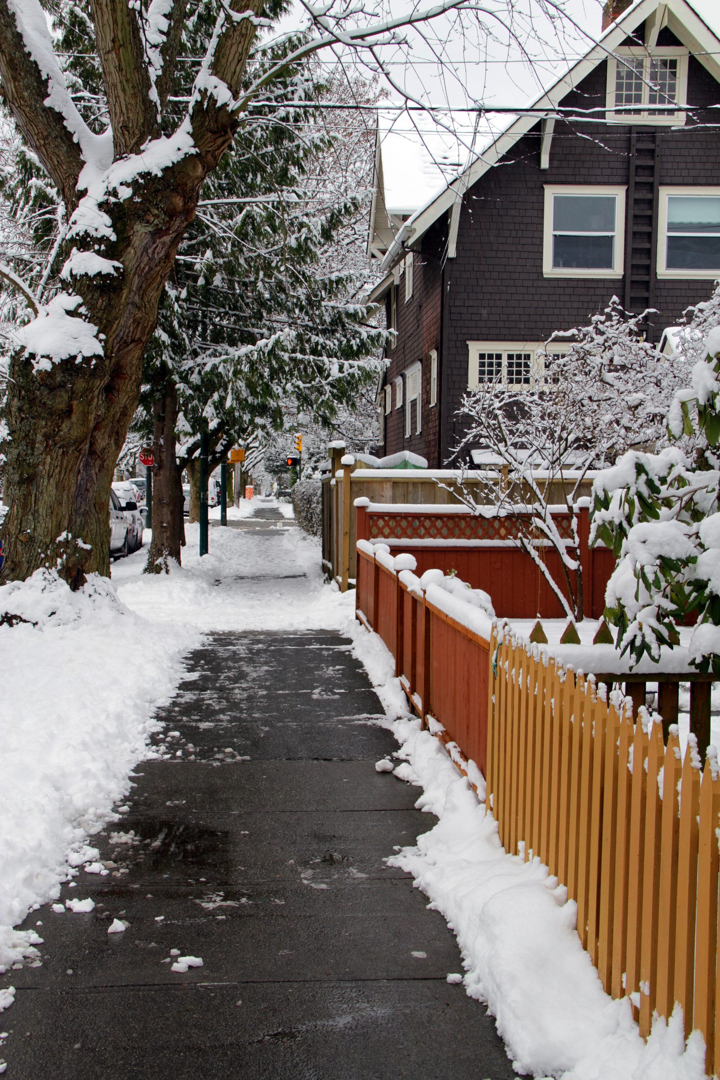 Residential street with snow-laden trees