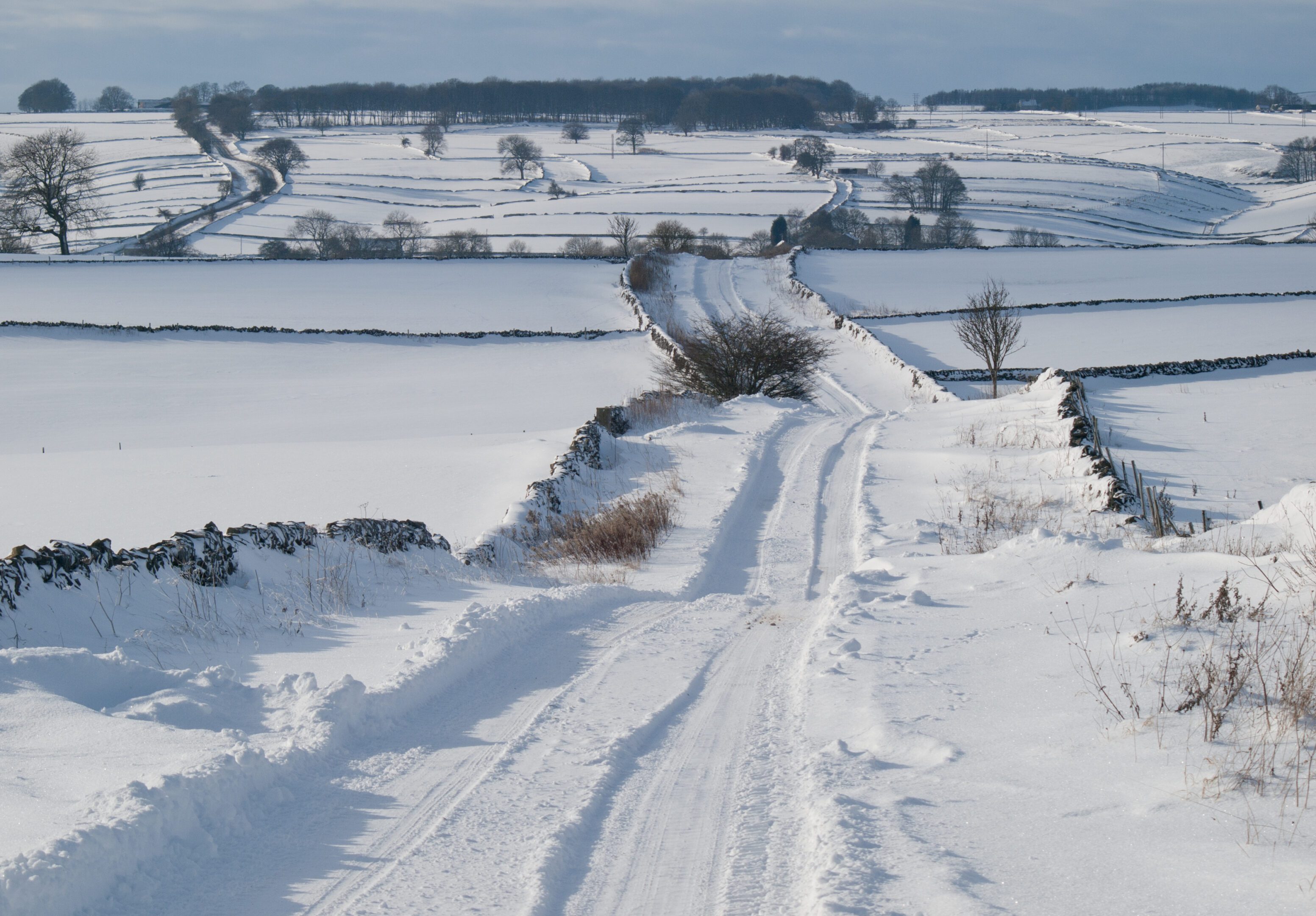 Snow-covered fields and distant trees