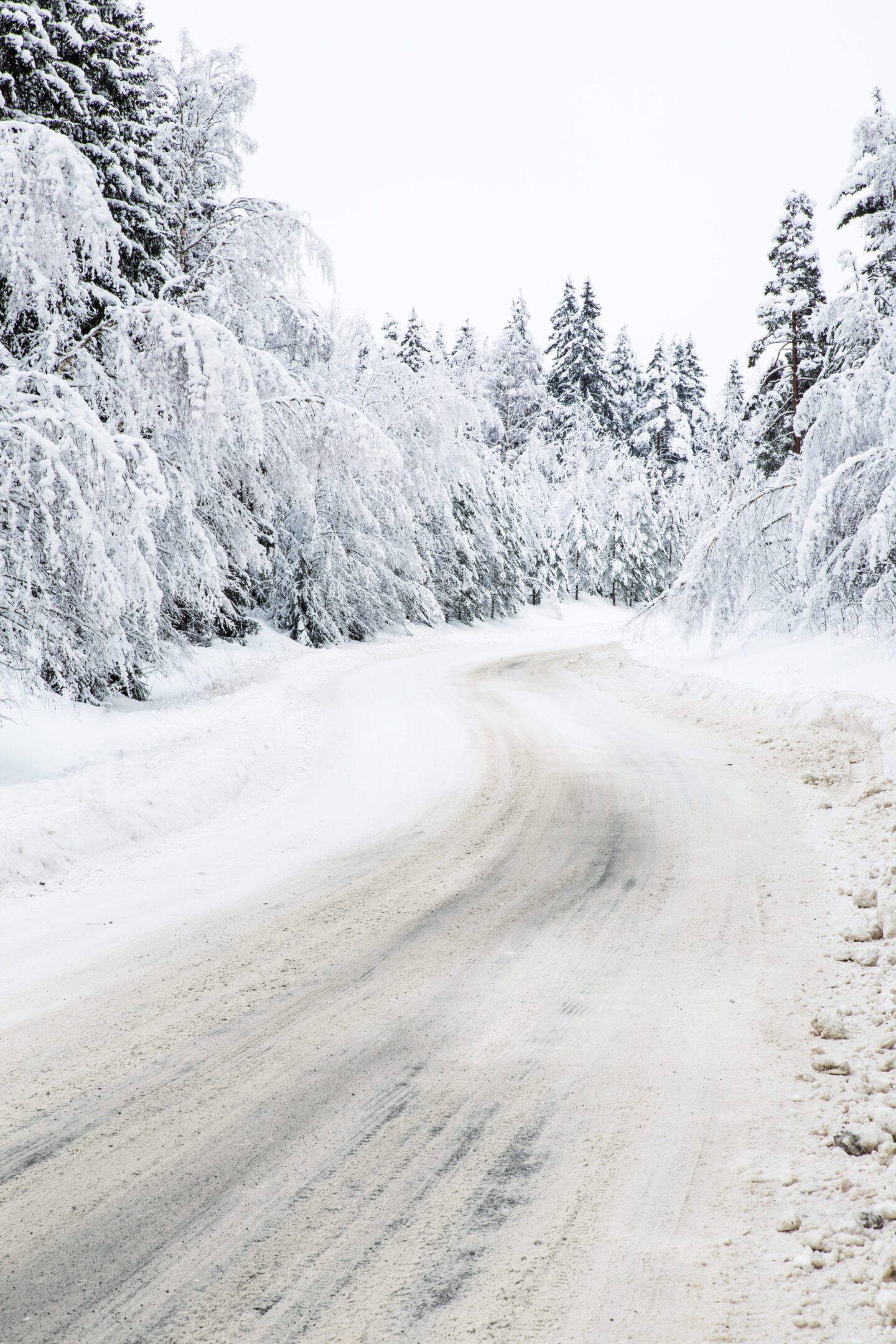 Icy forest path with snowy trees