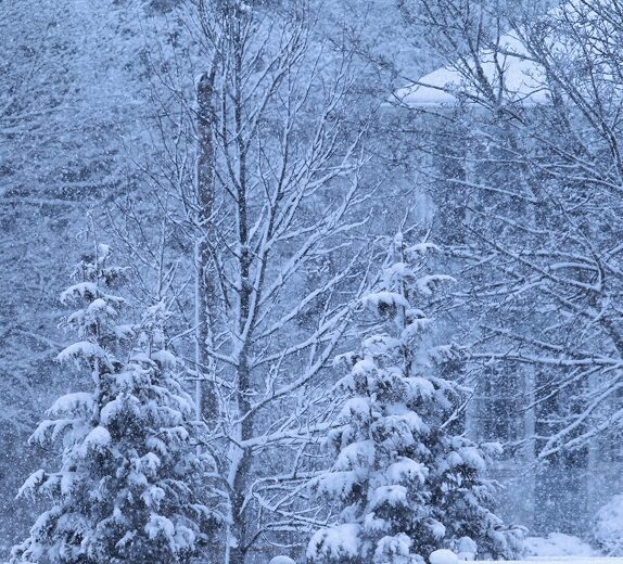 Frosty forest scene with heavy snowfall